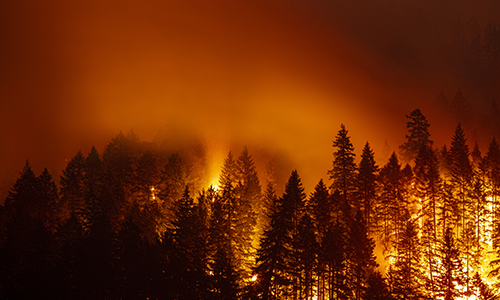 Burning fire in the middle of the forest