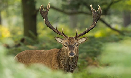 Close up of a stag