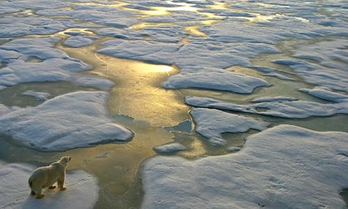 Polar bear on frozen water