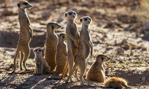 Meerkat family on the lookout