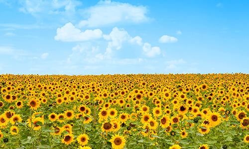 Field of sunflowers