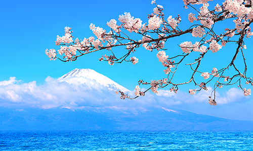 Cherry blossom tree with Mount Fuji in the background